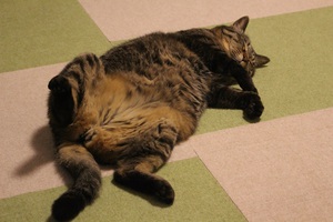 寝転がる猫