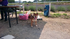 柴犬の画像