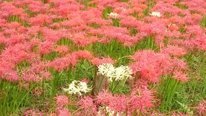 白い曼珠沙華