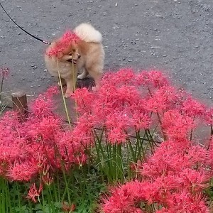 ポメラニアン