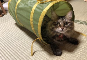 猫