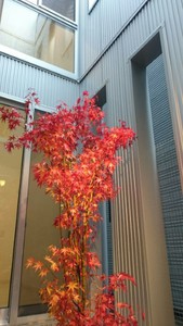 中庭の木