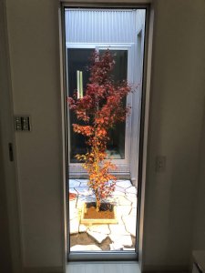 外からのもみじ