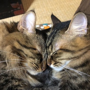 猫ハート