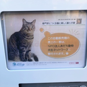 猫と楽しく暮らす家