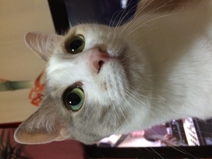 猫の画像
