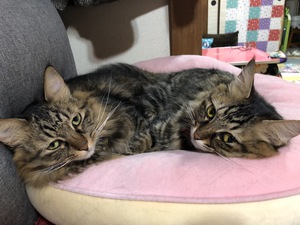 双子の猫