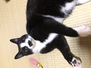 猫の画像