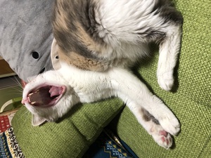 猫あくび