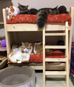 猫用二段ベッド