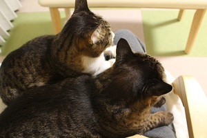 2匹の猫