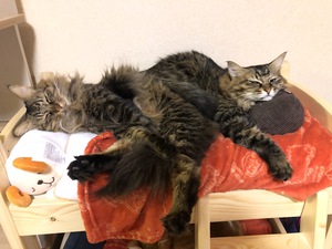 猫ベッド