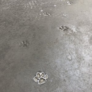 猫の足跡