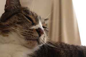 うとうとする猫