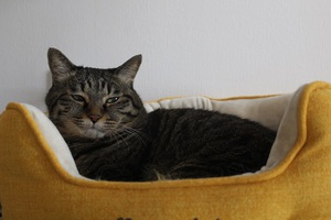 猫