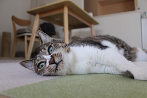ねこが笑えば