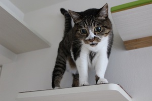 しなやかな猫