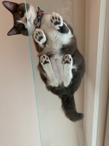 ガラスのキャットウォークとハチワレ猫