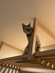 格子状のキャットウォークと猫