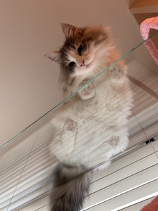 肉球が見えるガラスのキャットウォーク
