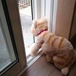 猫が脱走しそうなイメージ