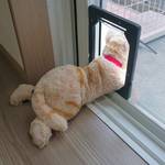 顔を出す猫