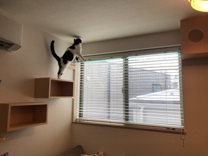 キャットウォークをのぼる猫