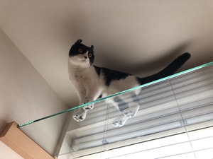 ガラスのキャットウォークから見える肉球