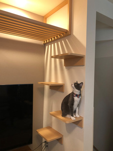 格子状のキャットウォークと猫