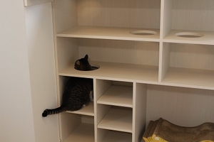 猫家具で遊ぶ猫