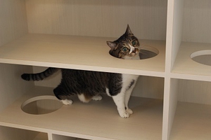 猫家具で遊ぶ猫