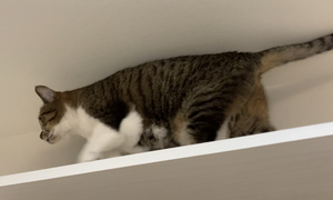 猫　歩く