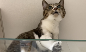 ガラスのキャットウォークを歩く16歳の猫