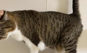 キャットウォークを歩く猫