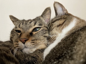 仲良し姉妹猫
