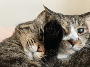 くつろぐ姉妹猫