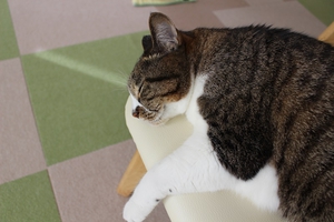 イスの上で寝る猫