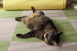 へそ天猫