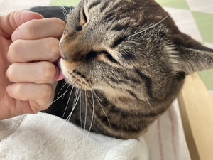 手をなめてくれる猫