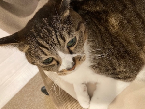 猫 じゃましてくる