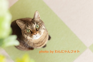 キジトラ猫