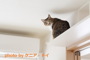 キャットウォークから振り返る猫