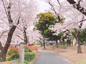 飛鳥山の桜