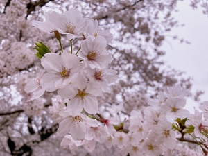 お花見