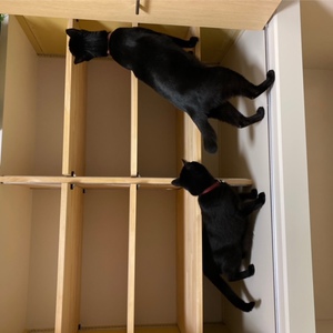 収納棚のにおいを嗅ぐ猫