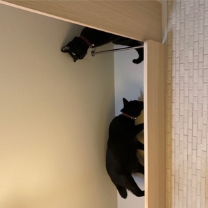 2匹でキャットウォークのお散歩