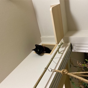 猫穴から顔出す猫