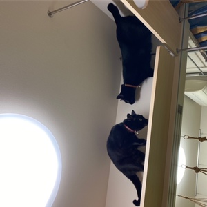 キャットウォークで猫さんのごあいさつ