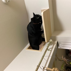猫穴からキャットステップへ