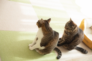 2匹で同じポーズの猫